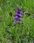 Anacamptis morio